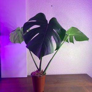 Monstera Deliciosa
